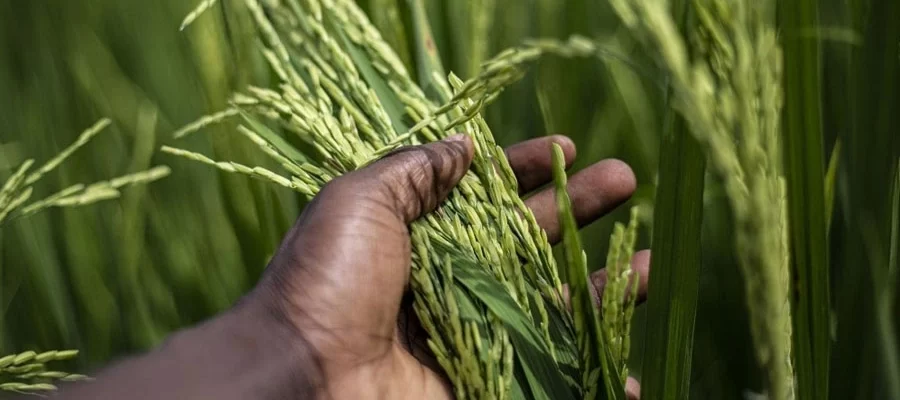 How Tractors are Boosting Rice Production in Ghana