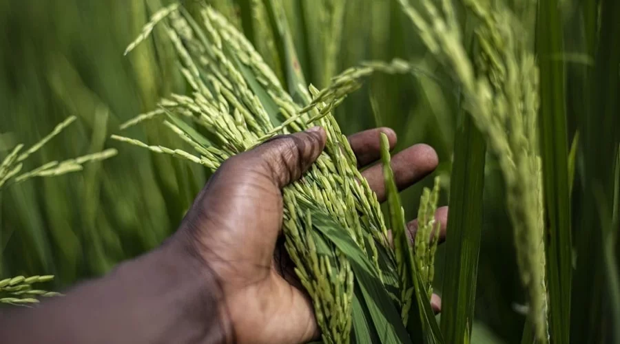 How Tractors are Boosting Rice Production in Ghana