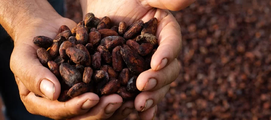 The Revolutionizing Effect of Massey Ferguson Tractors on Cocoa Production in Ghana