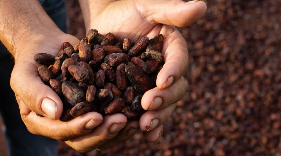 The Revolutionizing Effect of Massey Ferguson Tractors on Cocoa Production in Ghana